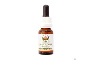 Aub Red Grevillea, A-Nr.: 2627269 - 01