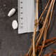 Supplementa Pantothensäure (Vitamin B5) 250 mg Tabletten, A-Nr.: 5396184 - 04