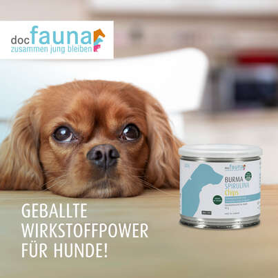 Sie sehen eine Packung Burma Spirulina Chips DOG 90g, Produktbild: 01 Burma Spirulina Chips DOG 90g, A-Nr.: 5755074 - 01