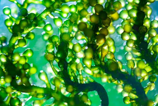 Bio Chlorella Algen Tabletten, 300 St. zum Entschlacken, A-Nr.: 5229138 - 03