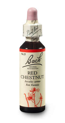 Bach®-Blüte Nr. 25 Red Chestnut (Rote Kastanie), A-Nr.: 5323038 - 03