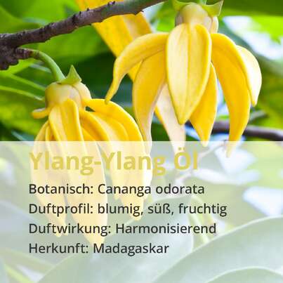 Ylang-Ylang Öl, A-Nr.: 5296413 - 02