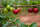 BIO Acerola Vitamin C Fruchtpulver, 100% pur, gefriergetrocknet mit 30% natürlichem Vitamin C, A-Nr.: 5659548 - 05
