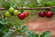 Acerola Vitamin C Fruchtpulver, mit 17% Vitamin C, A-Nr.: 5229049 - 05